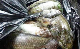 포르말린으로 폐사한 물고기 사진